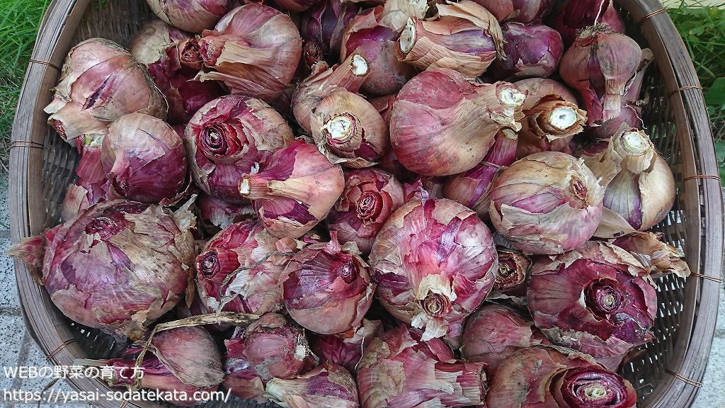 タマネギ 玉ねぎ の育て方 栽培方法 Webの野菜の育て方 家庭の野菜栽培