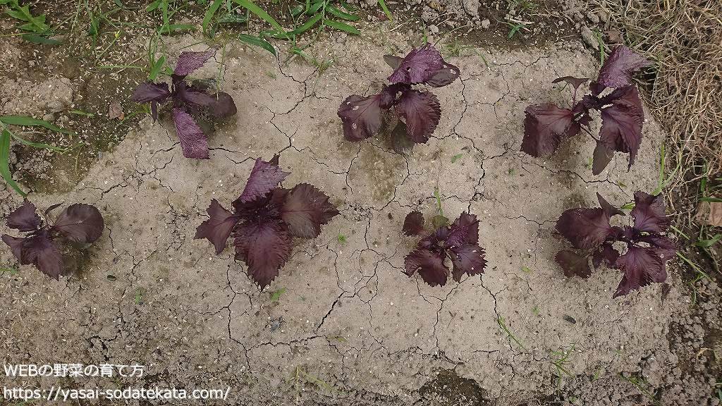 シソ 紫蘇 大葉 の育て方 栽培方法 Webの野菜の育て方 家庭の野菜栽培